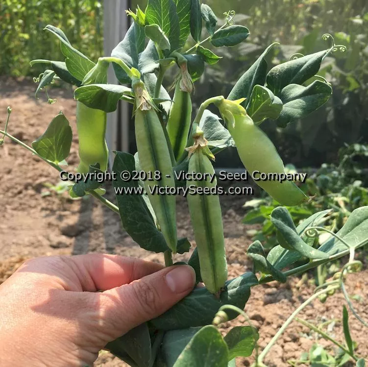 Badger Garden Pea