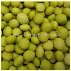 Shirofumi Soybean