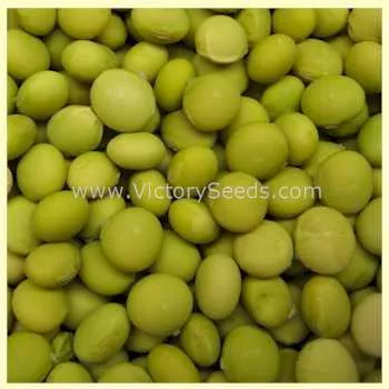 Shirofumi Soybean