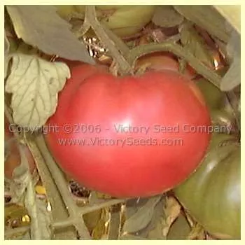 Monarch (Buist's Monarch) Tomato