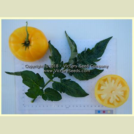 Dwarf Egypt Yellow Tomato