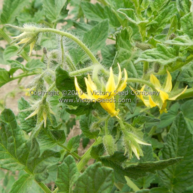 Northern Elan Tomato