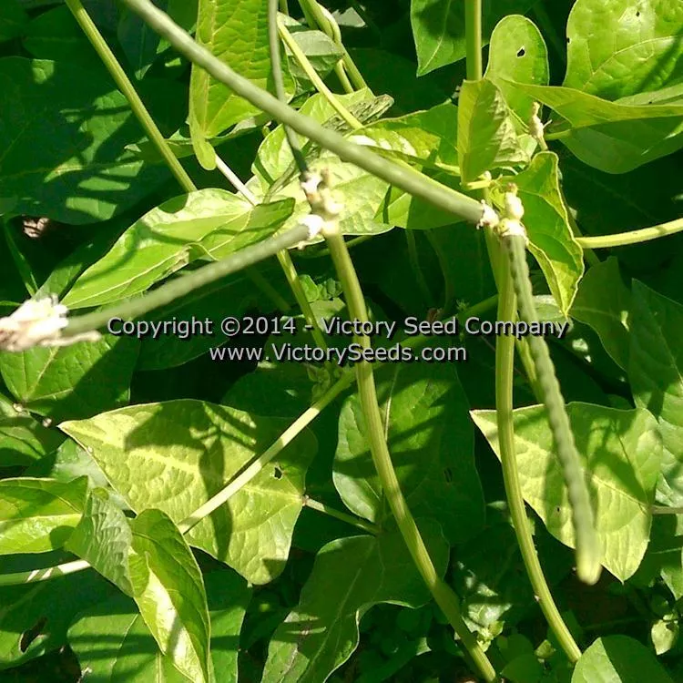 Mayo Speckled Southern Pea