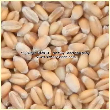 GA-Gore Wheat