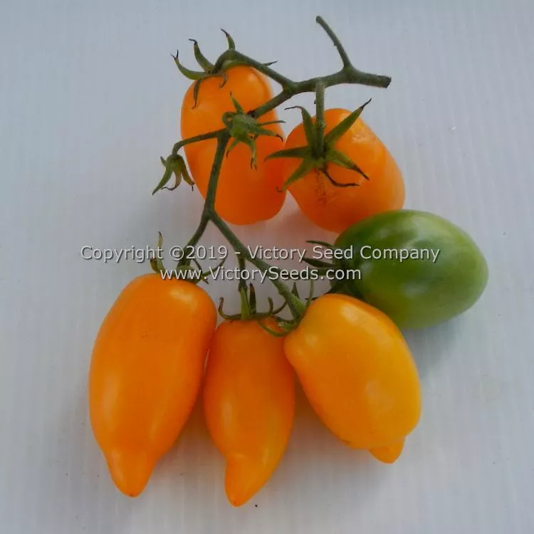 Banana Toes Tomato