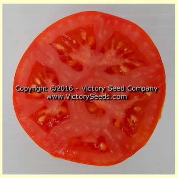 Break O' Day Tomato