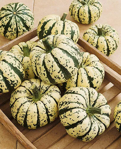 Sweet Dumpling Winter Squash