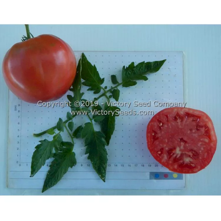 A. Z. Cutler Tomato