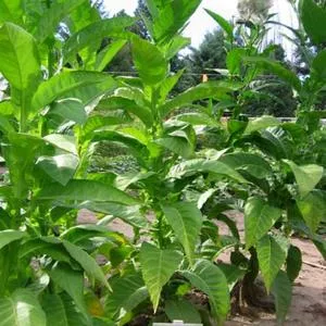 Cigar Wrapper (Dominican Republic) Tobacco