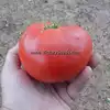 Dwarf Kodiak King Tomato