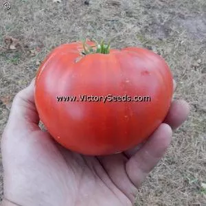 Dwarf Kodiak King Tomato