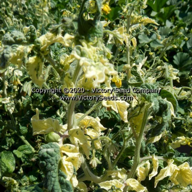 Dwarf Walter's Fancy Tomato