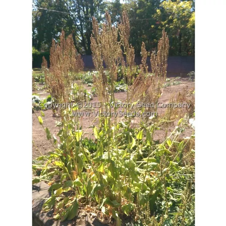 Sorrel, Garden or English