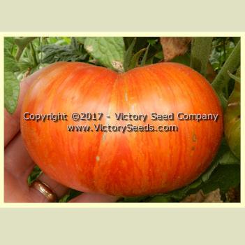 Dwarf Beauty King Tomato