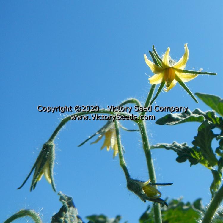 Dwarf Laura's Bounty Tomato