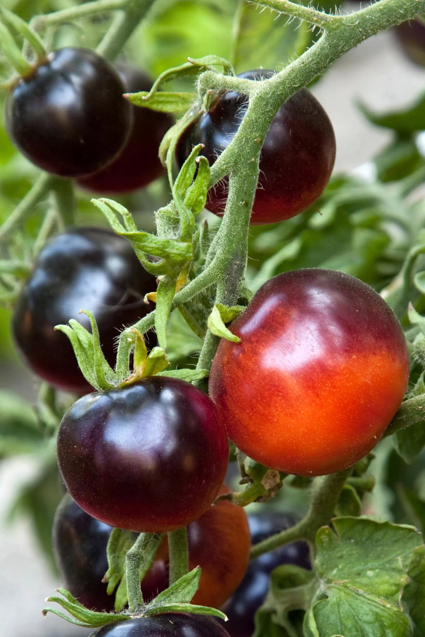 Indigo™ Rose Tomato