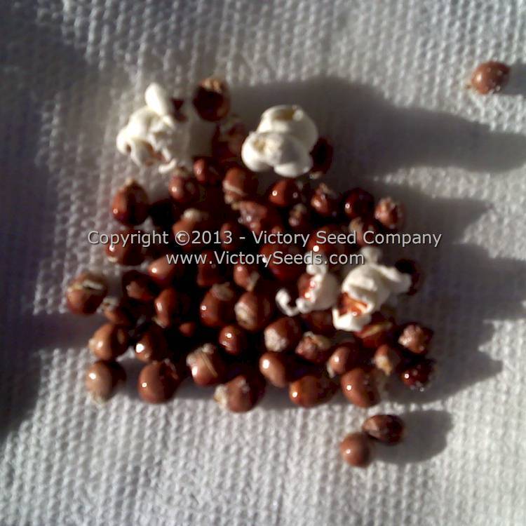 Floriani Red Flint Corn