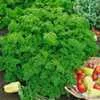 Evergreen Parsley