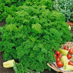 Evergreen Parsley