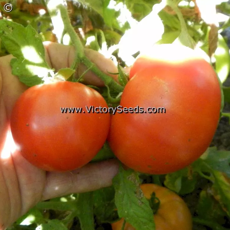 Cal Ace Tomato