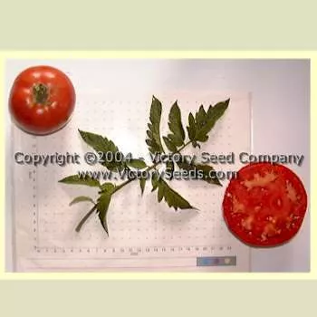 Burpee's Table Talk Tomato