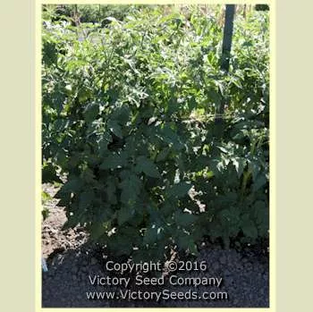 Tasmanian Chocolate Tomato
