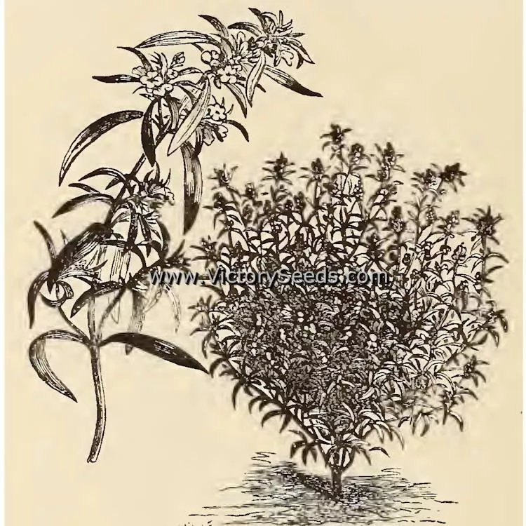 Summer Savory