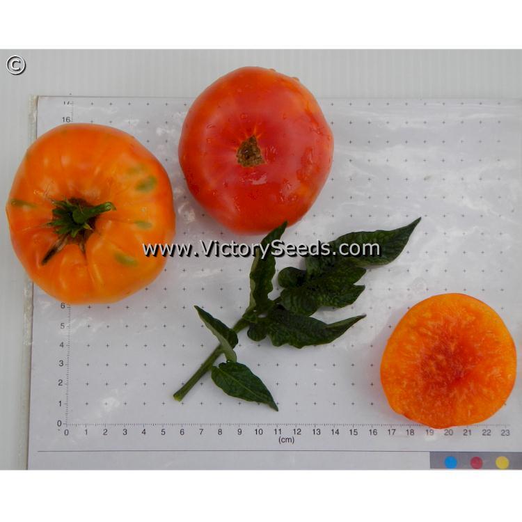 Dwarf Choemato Tomato