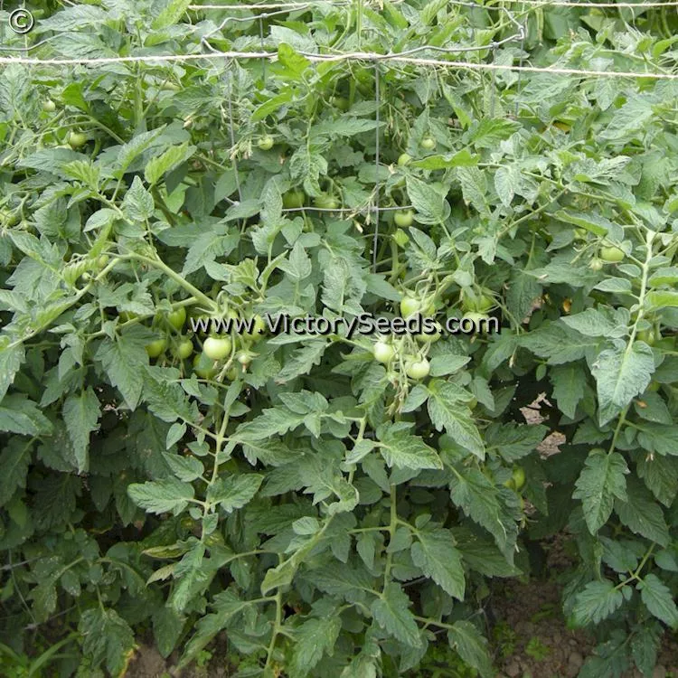 Siberia Tomato