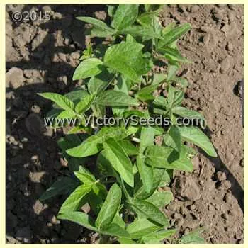 Bei 77-6177 Soybean
