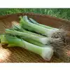 Musselburgh Leek
