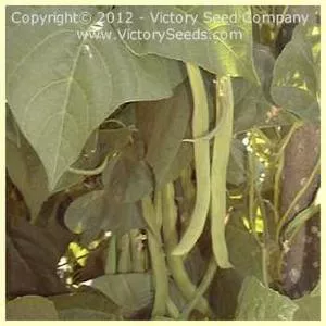 Potomac Pole Green Garden Bean