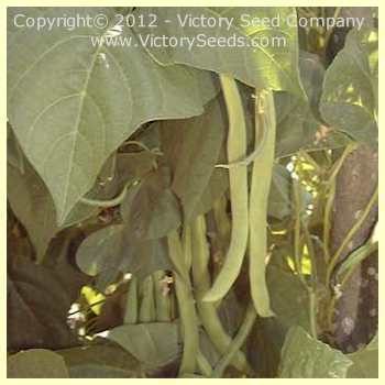 Potomac Pole Green Garden Bean