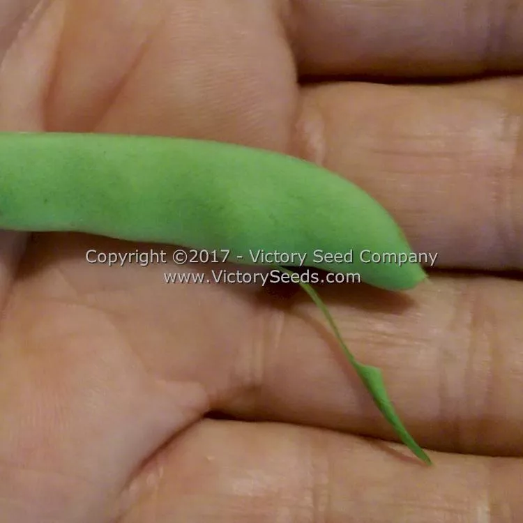 Riggins Stick Pole Green Garden Bean
