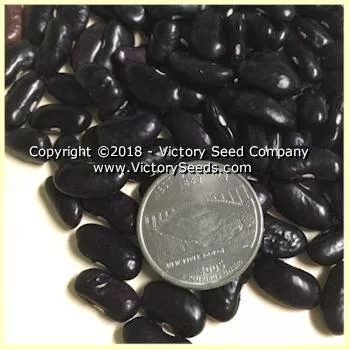 Bergin Pole Garden Bean