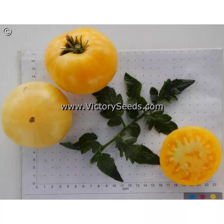 Dwarf Idaho Gem Tomato