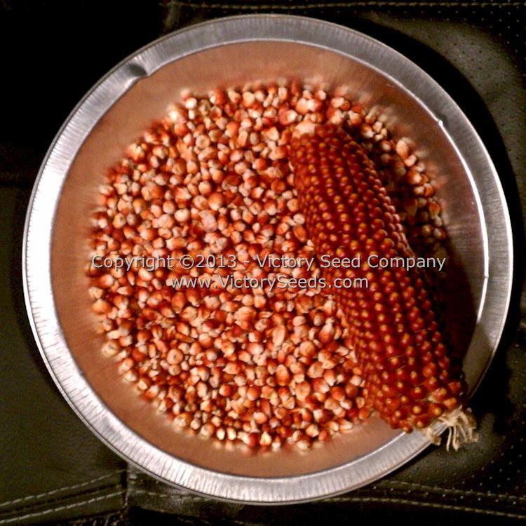 Floriani Red Flint Corn