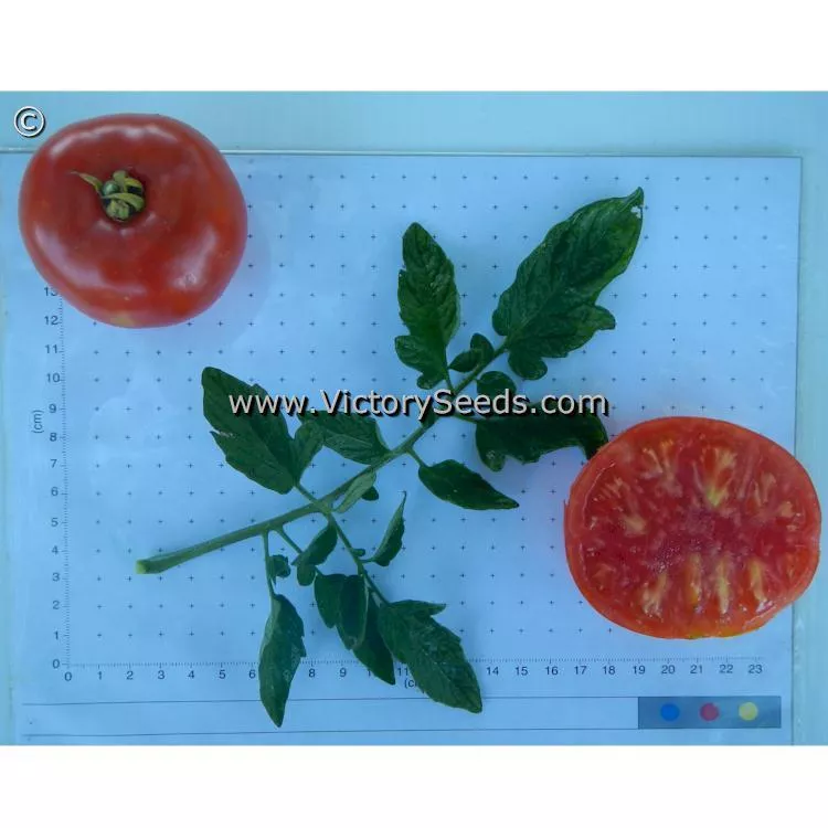 Santiam Tomato
