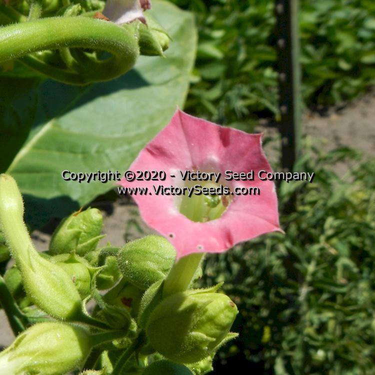 Jorginho Tobacco