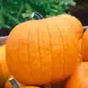 Howden Pumpkin