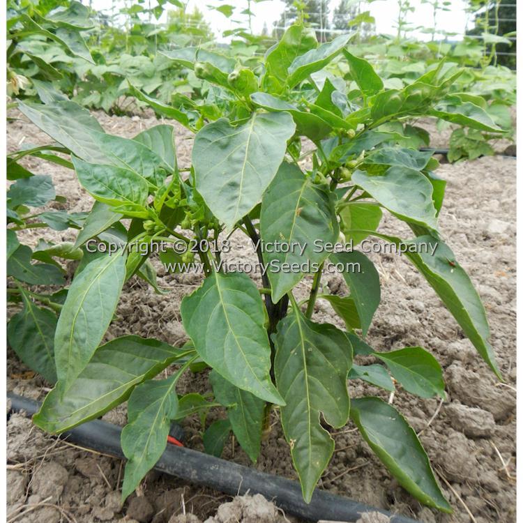 Zolostisty Pepper