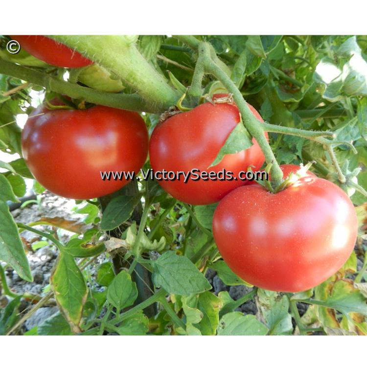 Duke of York Tomato