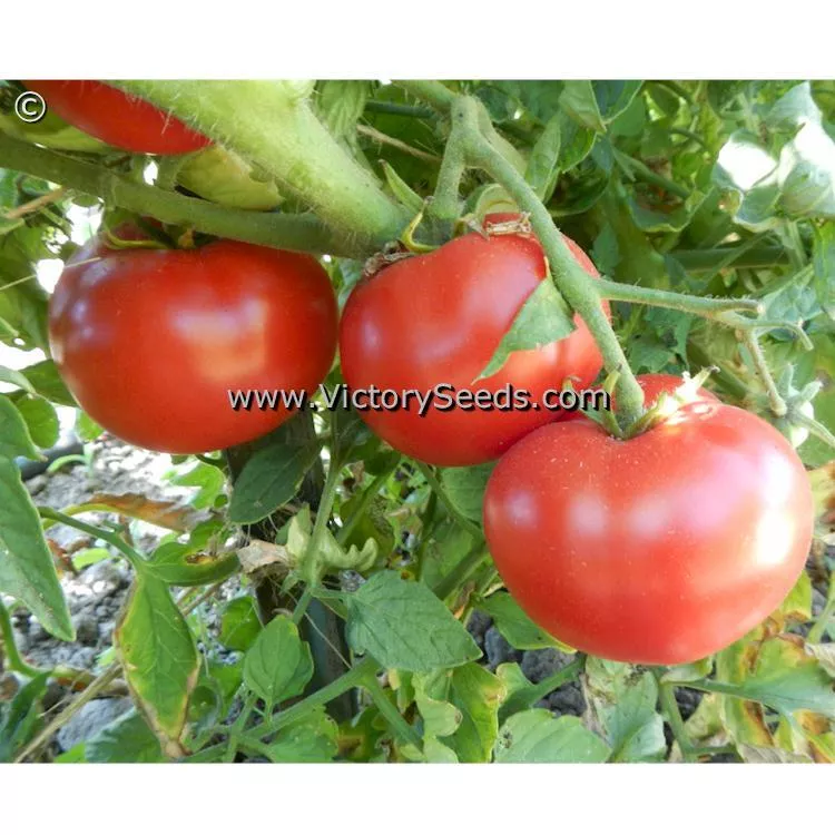 Duke of York Tomato