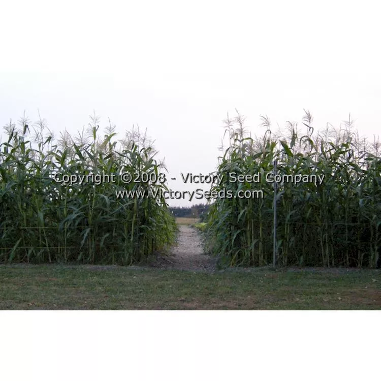 Stowell's Evergreen Sweet Corn