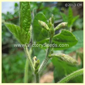 Norman Soybean