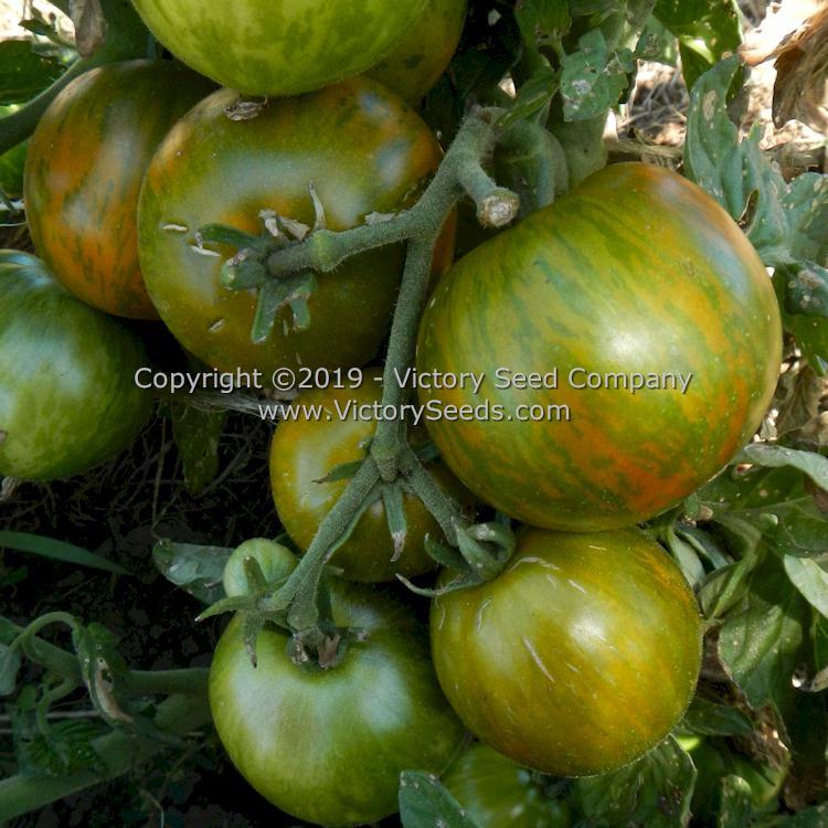 Dwarf Mint Streak Tomato