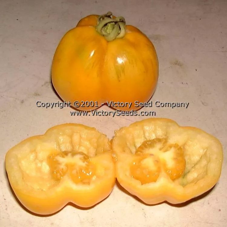 Yellow Stuffer (aka Golden Stuffer) Tomato