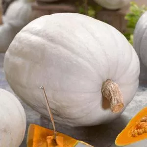 Super Moon F1 Pumpkin