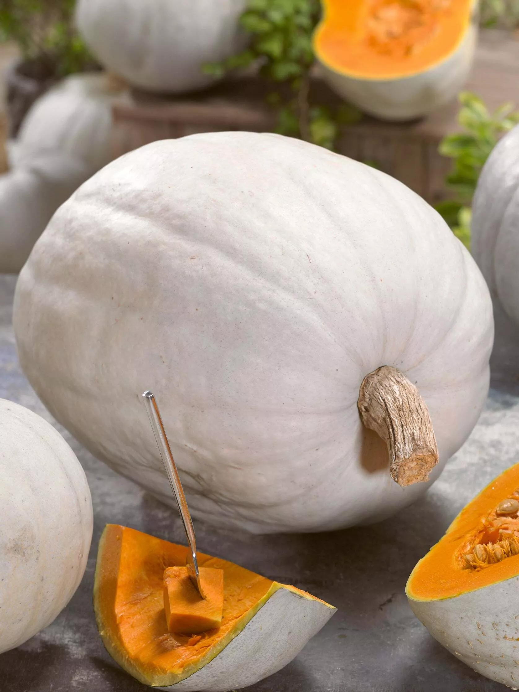 Super Moon F1 Pumpkin