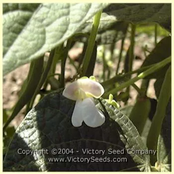 Gross Brother's Vermont Cranberry Bush Garden Bean